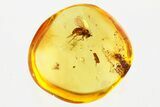 Detailed Fossil Long-Legged Fly (Dolichopodidae) in Baltic Amber #367432-1